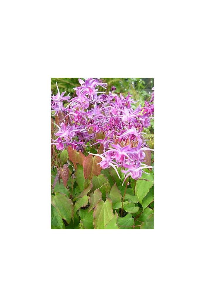 Epimedium wielkokwiatowe 'Lilafee' | Epimedium grandiflorum