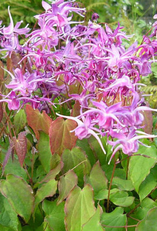 Epimedium wielkokwiatowe 'Lilafee' | Epimedium grandiflorum