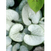 Brunnera sercolistna 'Looking Glass'| Brunnera macrophylla