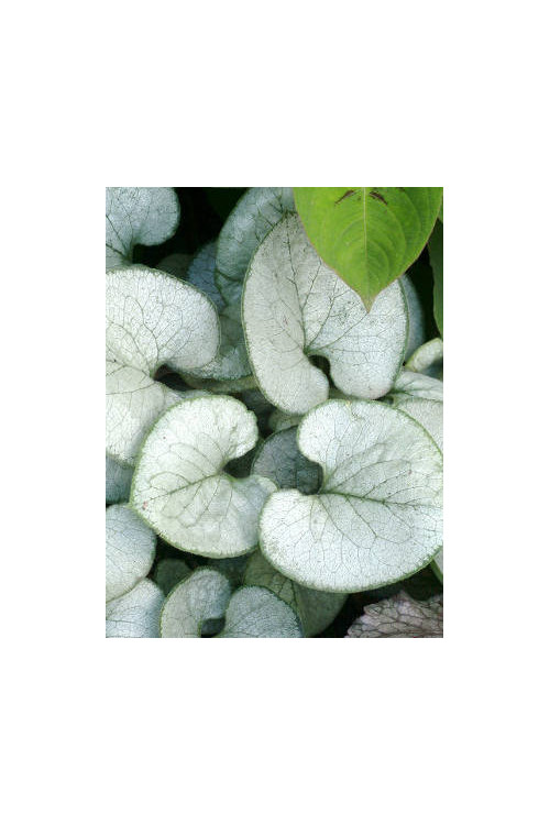 Brunnera sercolistna 'Looking Glass'| Brunnera macrophylla