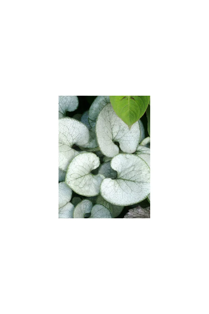 Brunnera sercolistna 'Looking Glass'| Brunnera macrophylla