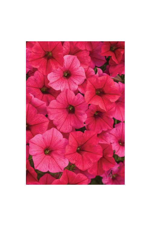 Supertunia Vista 'Paradise'