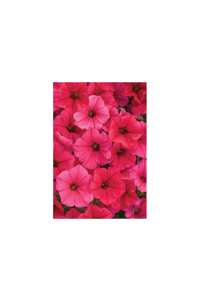 Supertunia Vista 'Paradise'