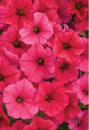 Supertunia Vista 'Paradise'