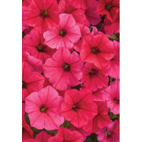 Supertunia Vista 'Paradise'