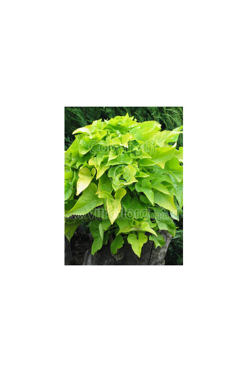 Ipomea ‘Marguerite’ div class'lat' Ipomea /div