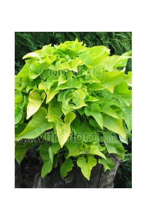 Ipomea ‘Marguerite’ div class'lat' Ipomea /div