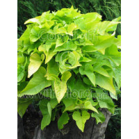 Ipomea ‘Marguerite’ div class'lat' Ipomea /div