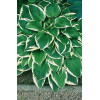 Funkia 'Francee' | Hosta