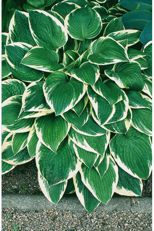 Funkia 'Francee' | Hosta