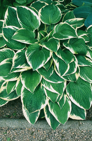 Funkia 'Francee' | Hosta