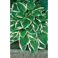 Funkia 'Francee' | Hosta