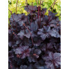 Żurawka 'Obsidian' | Heuchera