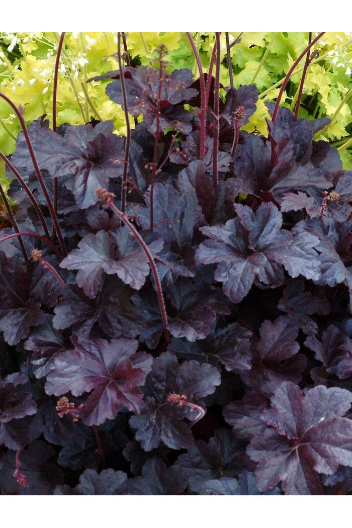 Żurawka 'Obsidian' | Heuchera
