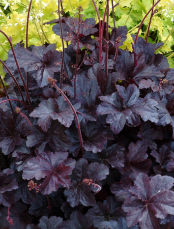 Żurawka 'Obsidian' | Heuchera