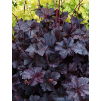 Żurawka 'Obsidian' | Heuchera