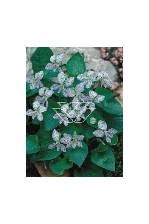 Fiołek, Fiołek motylkowaty, viola, fiołek freckles