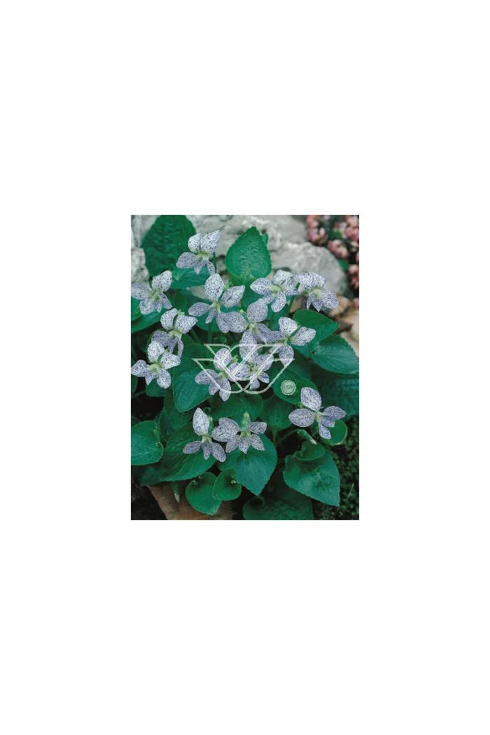 Fiołek, Fiołek motylkowaty, viola, fiołek freckles