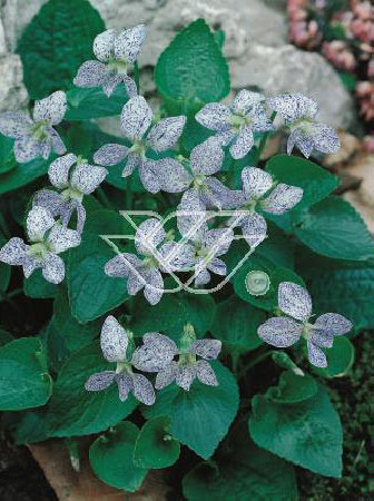 Fiołek, Fiołek motylkowaty, viola, fiołek freckles