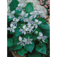 Fiołek, Fiołek motylkowaty, viola, fiołek freckles