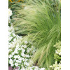 Ostnica mocna 'Pony Tails' | Stipa tennuissima