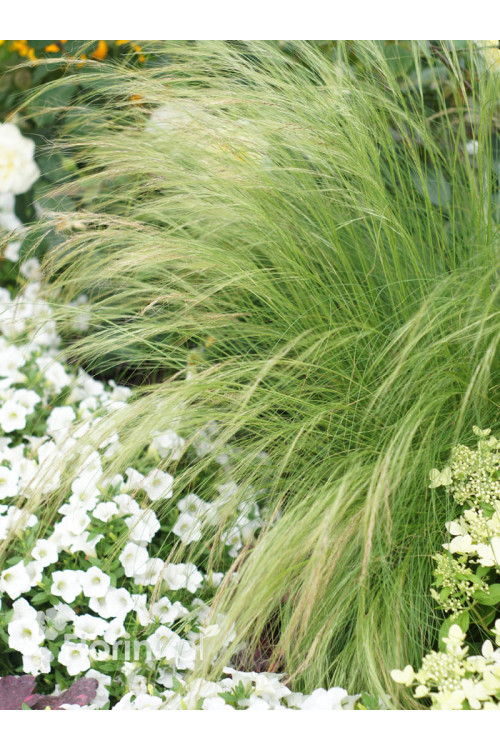 Ostnica mocna 'Pony Tails' | Stipa tennuissima