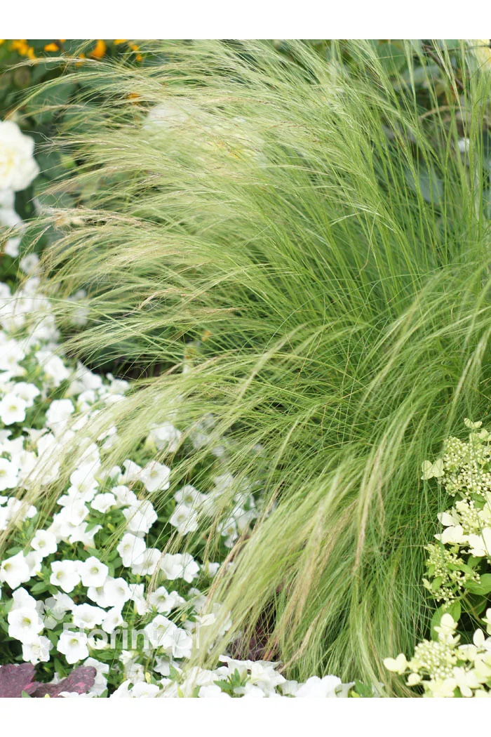Ostnica mocna 'Pony Tails' | Stipa tennuissima
