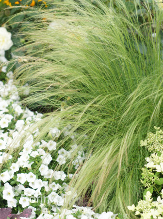 Ostnica mocna 'Pony Tails' | Stipa tennuissima