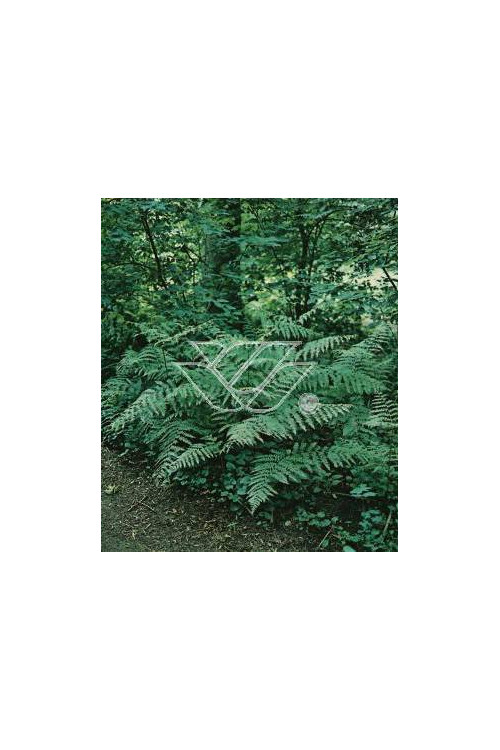 Orlica pospolita | Pteridium aquilinum