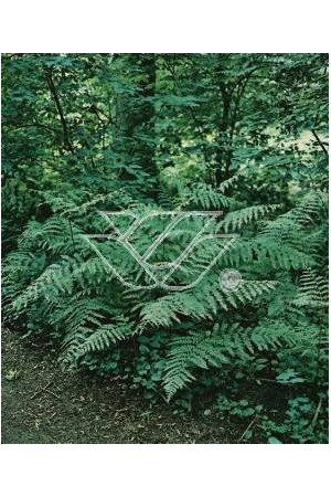 Orlica pospolita | Pteridium aquilinum