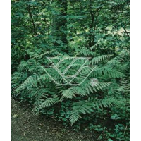 Orlica pospolita | Pteridium aquilinum