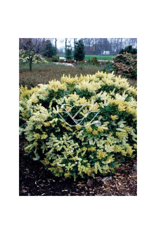 Pieris japoński 'Debutante' | Pieris japonica