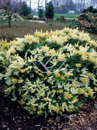 Pieris japoński 'Debutante' | Pieris japonica