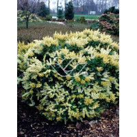 Pieris japoński 'Debutante' | Pieris japonica