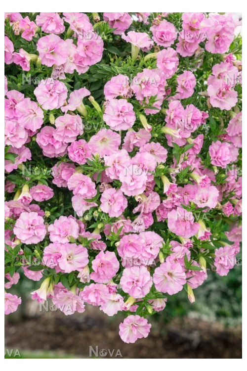 Surfinia 'Light Pink'