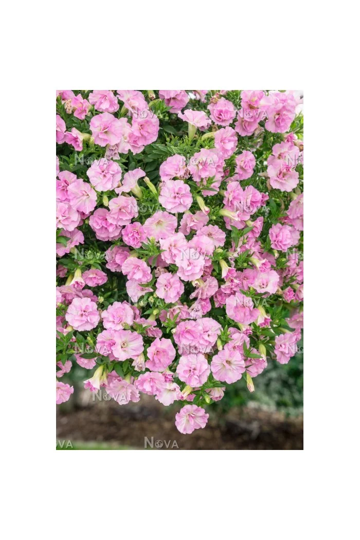 Surfinia 'Light Pink'