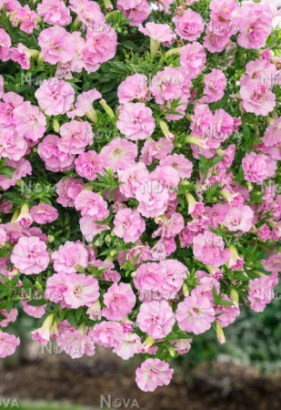 Surfinia 'Light Pink'