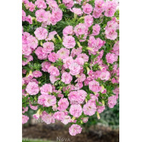 Surfinia 'Light Pink'