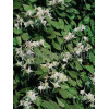 Epimedium wielkokwiatowe Epimedium grandiflorum