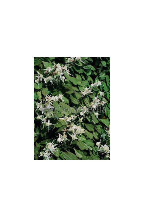 Epimedium wielkokwiatowe Epimedium grandiflorum