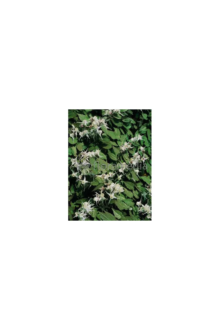 Epimedium wielkokwiatowe Epimedium grandiflorum