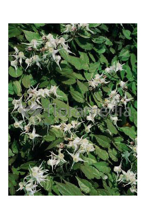 Epimedium wielkokwiatowe Epimedium grandiflorum