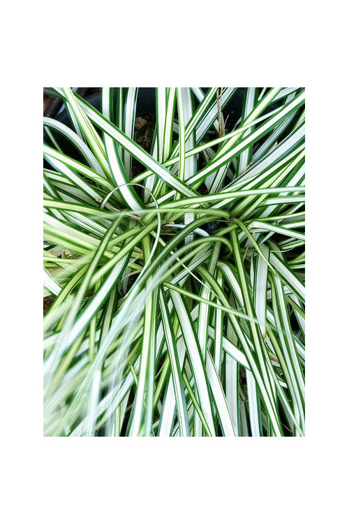 Turzyca 'Ice Cream' | Carex morrowii