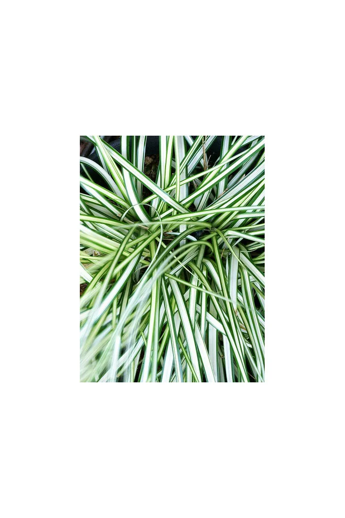 Turzyca 'Ice Cream' | Carex morrowii