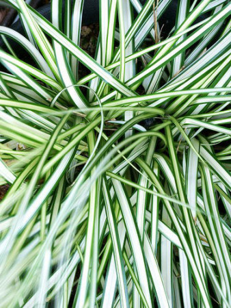 Turzyca 'Ice Cream' | Carex morrowii