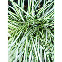 Turzyca 'Ice Cream' | Carex morrowii