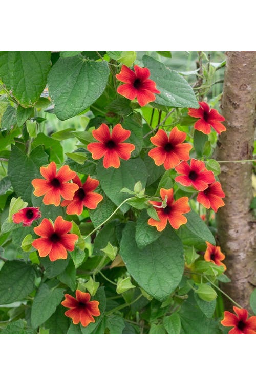 Tunbergia 'Sunny Susy Brownie' | Thunbergia alata