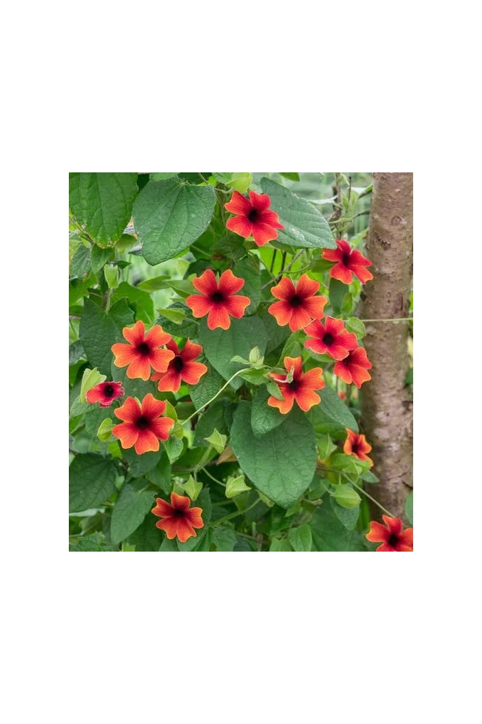 Tunbergia 'Sunny Susy Brownie' | Thunbergia alata