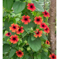 Tunbergia 'Sunny Susy Brownie' | Thunbergia alata