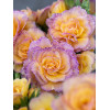 Pierwiosnek 'Pretty Polly Blushing Peach' |Primula